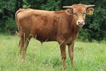 21-18 Steer