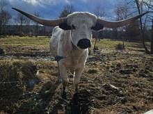 BL Lethal Gunner Chris Kyle